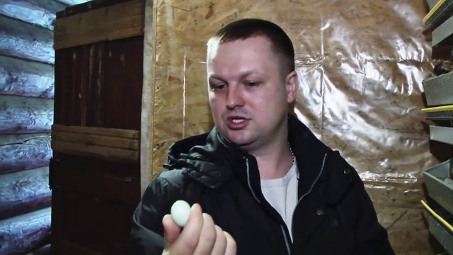 Домашняя перепелиная ферма в Кингисеппе