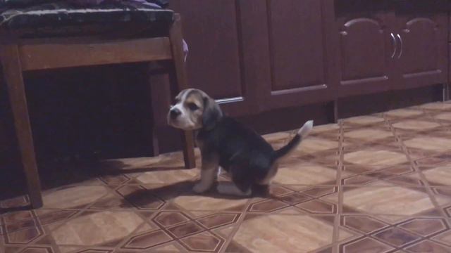 Nice beagle boy Alfa Romeo ( Ciako dell'Etruria 2000 х Lucky Girl Chili ) смотреть онлайн