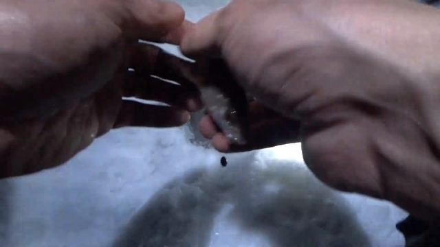 Проверка жерлиц на налима. Река Алдан. смотреть онлайн
