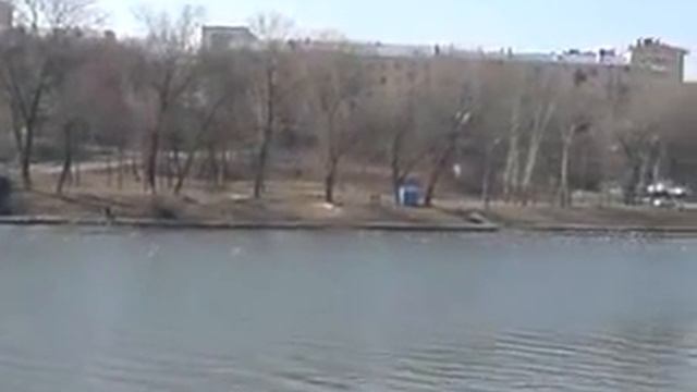 Перелетные птицы в Орле смотреть онлайн