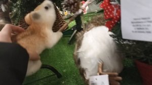 Влог с БАСИКОМ в магазине! ???