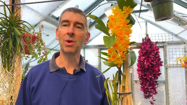 A Dendrobium Everyone can Grow? (Den. densiflorum) смотреть онлайн