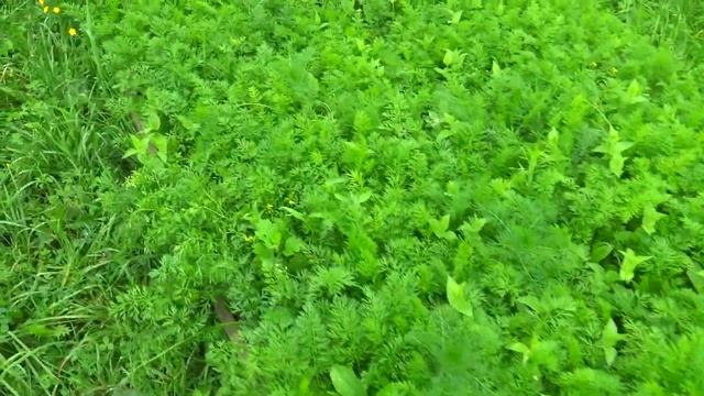 ВЛОГ НАШ ОГОРОД / ЗАКУПКА ПРОДУКТОВ/ 3.07 4.07 и 6.07.20 смотреть онлайн