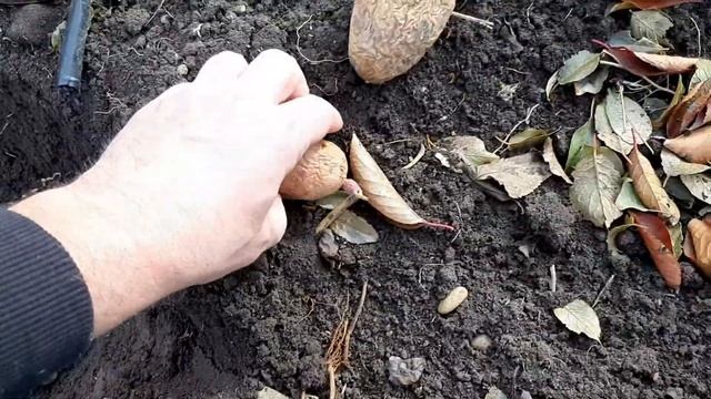 эксперимент, посадка картофеля в зиму смотреть онлайн