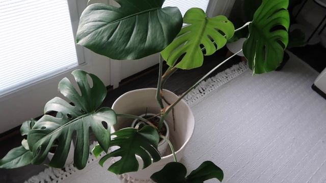 house plant tour! ? 2021 смотреть онлайн
