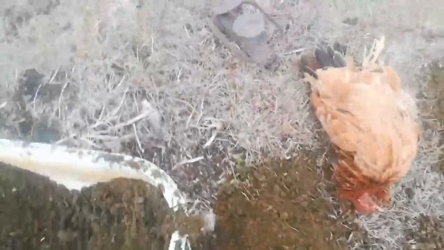 Охота на лису капканами / Fox hunting with traps смотреть онлайн