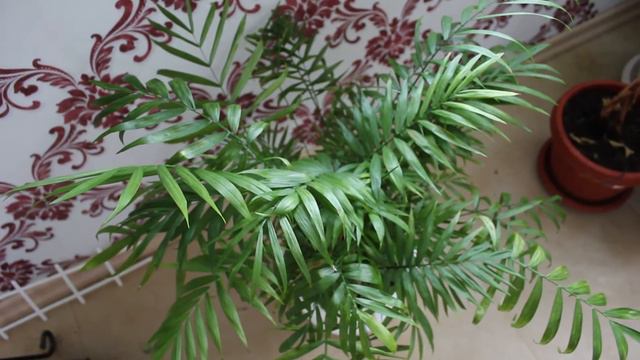 Хамедорея, спустя 2 месяца после пересадки. Паутинный клещ. Комнатные цветы. //Валентина Земскова смотреть онлайн