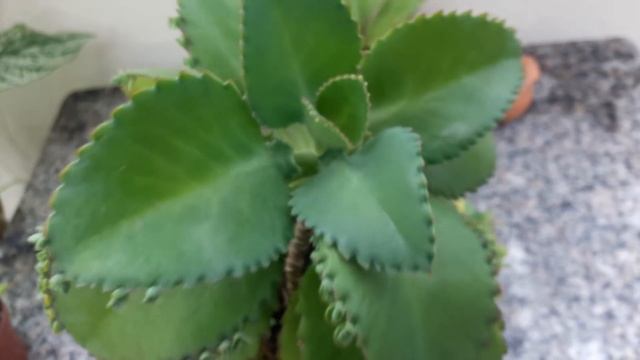 Suculenta Kalanchoe Laetivirens смотреть онлайн
