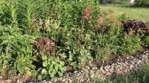 Где посадить гейхеру?  Сорта гейхеры, которая может расти на солнце.