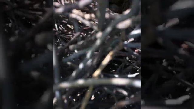 Гнездо Сороки увидел птенца смотреть онлайн