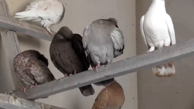 #Astrakhan #Pigeons Мои Летно-Бойные Цветные голуби! смотреть онлайн