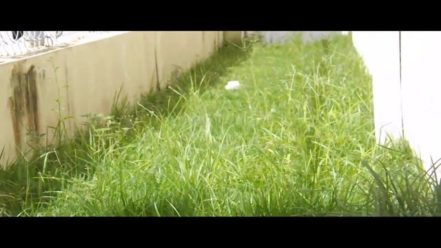 Fujifilm FinePix S4500 | Video Test (Backyard) смотреть онлайн