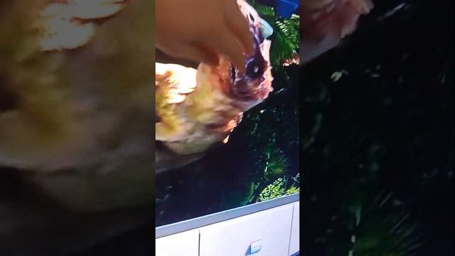 как пишется хотела снять как брат бесится а встретила динозавров когда пошла гулять