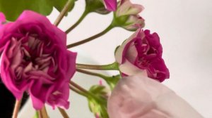 Пеларгония Грушенька и особенности ее цветов на разных стадиях