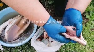 Как Солить Рыбу. Омуль Байкальский.