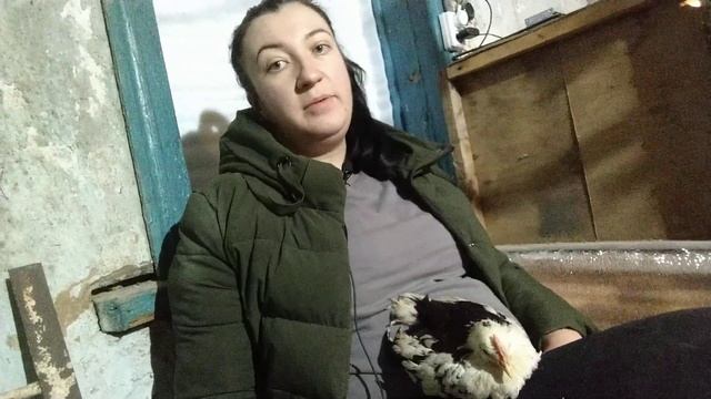 ПОЧЕМУ ПОРОДИСТЫЕ КУРЫ ЛУЧШЕ КРОССОВ???МОЙ ГОРЬКИЙ ОПЫТ КУРОВОДСТВА.ПОЧЕМУ ЛЕГГОРН? смотреть онлайн