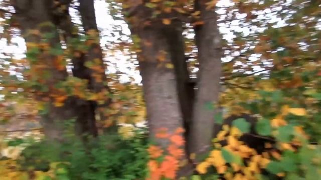 Chopping down trees and making mistakes | Doodle Vlog #12 смотреть онлайн