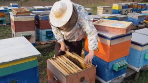 Быстрое увеличение семьи на майский медосбор. Двухматочное  содержание.