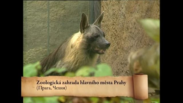 Гиена бурая - Parahyaena brunnea - Гієна бура - Brown hyena смотреть онлайн