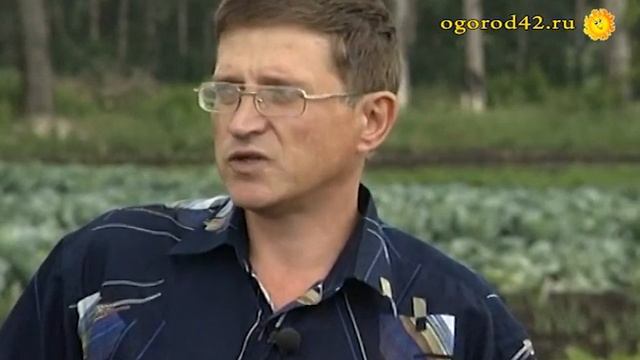 Генеральский кочан брокколи смотреть онлайн