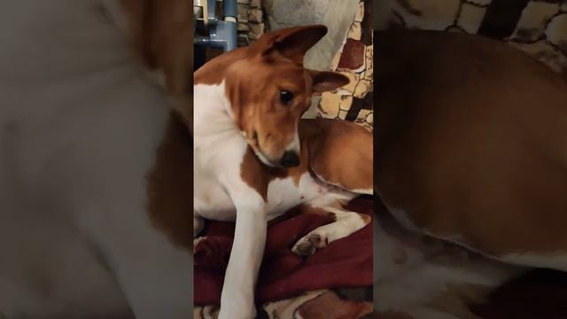 Хэппи и комары. #басенджи #собаки #юмор #секторгаза смотреть онлайн