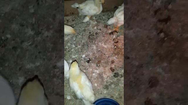 Брама светлая две недели смотреть онлайн