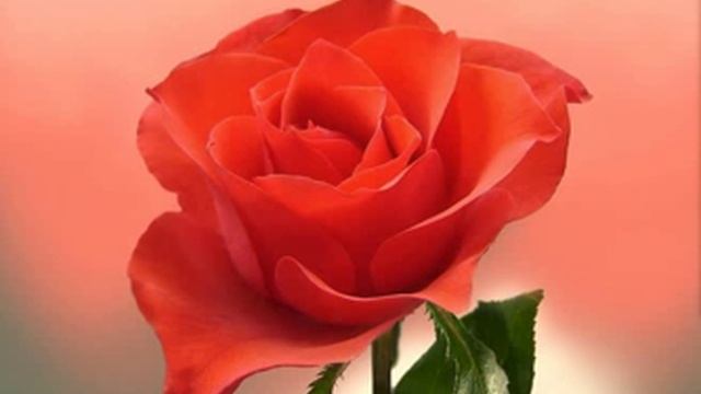 Роза смотреть онлайн