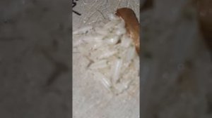 ШОК! Как размножаются тараканы.