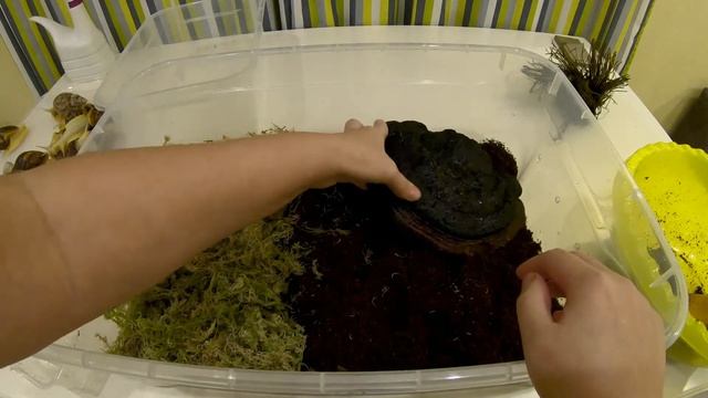 #snailhouse #террариум КАК ПРАВИЛЬНО ОБУСТРОИТЬ ТЕРРАРИУМ ДЛЯ УЛИТОК?| НА ЧЕМ СОДЕРЖАТЬ АХАТИН? смотреть онлайн