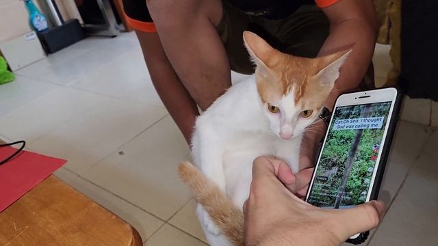 How Cats React With God Meowing Sound - Can't Stop Laughing Moment | Viral Cat смотреть онлайн