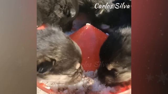It's heavy snow, a dog gave birth to her pups outside frozen смотреть онлайн