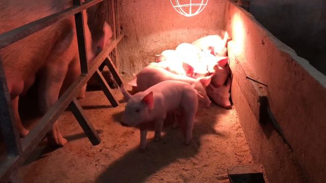 Різниця ШОКУЄ-ЦІНИ на СВИНЕЙ👇Валять ОСЬ де різниця на СВятНЯХ смотреть онлайн