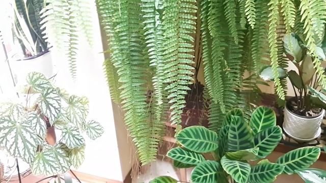 Джунгли в квартире. Мода на растения. Мои новиночки! смотреть онлайн