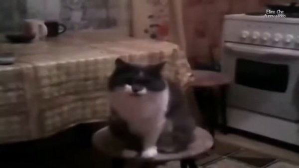 Говорящие коты 2. Talking Cats 2 Compilation 2013!