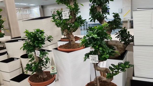 Гениста спачиана/Дрок Шпаха, куркума сиам, семпервивум, фикус микрокарпа, филодендрон, рододендрон. смотреть онлайн