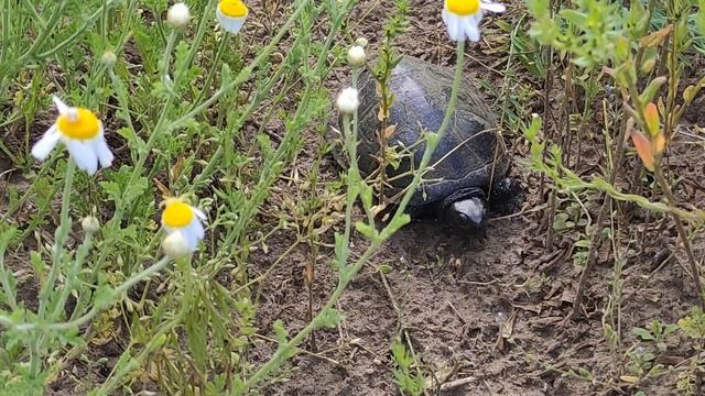 15 июня День Никифора. Вьюнец. Что нельзя делать. Ритуалы. Народные приметы и традиции. смотреть онлайн