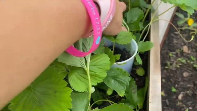 Прежде чем сажать клубнику из семян посматрите это видео. Как вырастить клубнику из семян. смотреть онлайн