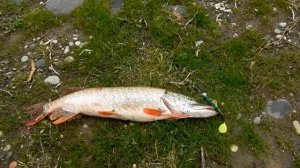 Рыбалка в Дагестане - Шикарная рыбалка для одного дня !