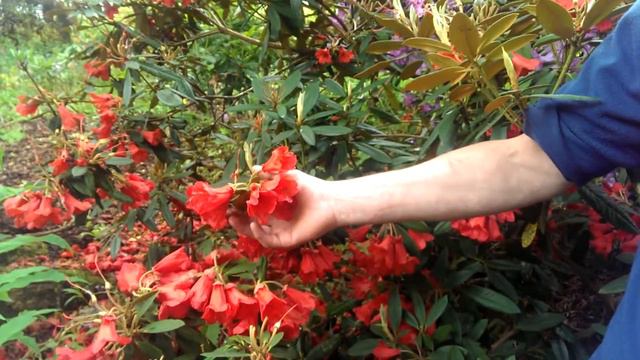 Dead heading Rhododendrons at the Dorothy Clive Garden смотреть онлайн