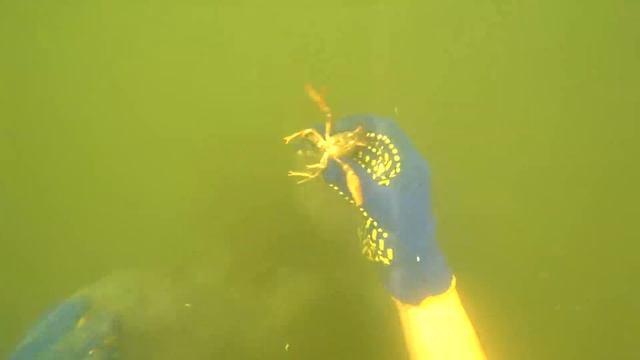 Подводная охота на раков. Ловля раков под водой. Как ловить раков смотреть онлайн