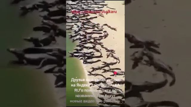 Пляж.mp4