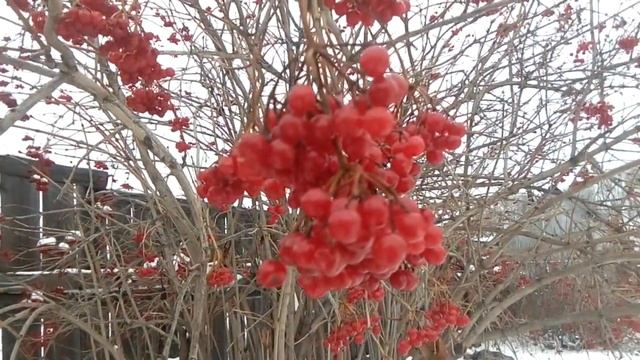 Как укрыть ежевику на зиму, бюджетный способ смотреть онлайн