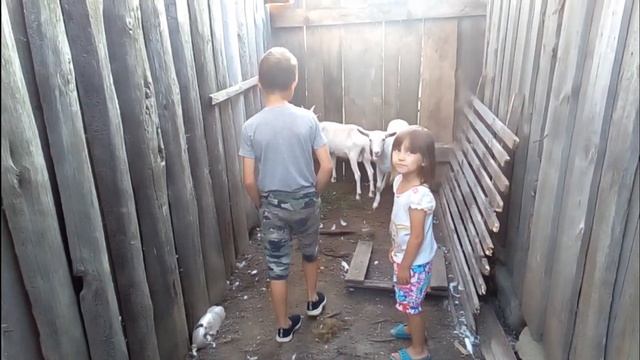 Зааненские козы,муж подарил на день рождения)!!!?? смотреть онлайн