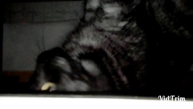 Где прячутся коты? смотреть онлайн