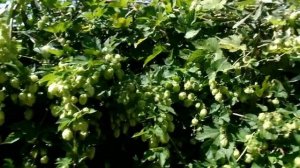 ЛЕКАРСТВЕННЫЕ РАСТЕНИЯ  на даче и в природе.Что ПОСАДИТЬ возле ВОДОЕМА (пруда) на даче