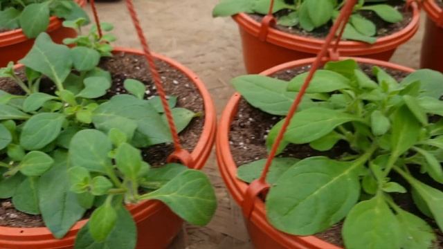 Видео про семенную ампельную петунию,она шикарно развивается?Вредитель на ампельной петунии побеждё смотреть онлайн