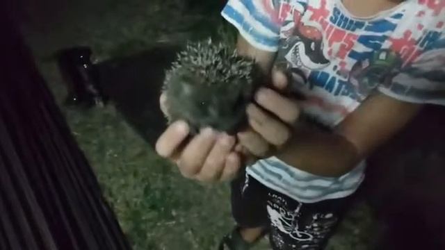 Нашли маленького ёжика смотреть онлайн