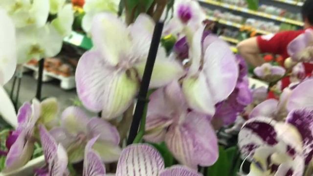 Обзор орхидей в Бауцентре ! купила шикарную красавицу!!!!!