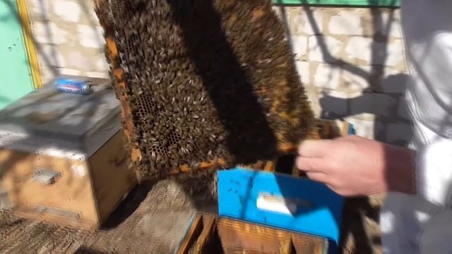 Самая первая работа с пчелами после зимовки. смотреть онлайн