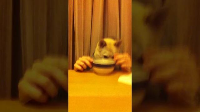 One Dog Dining at The Table (Norwegian Buhund) смотреть онлайн